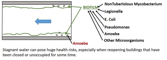 Biofilm contaminates stagnant water.